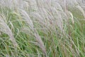 Chinese silver grass Miscanthus sinensis Vanilla, plumes